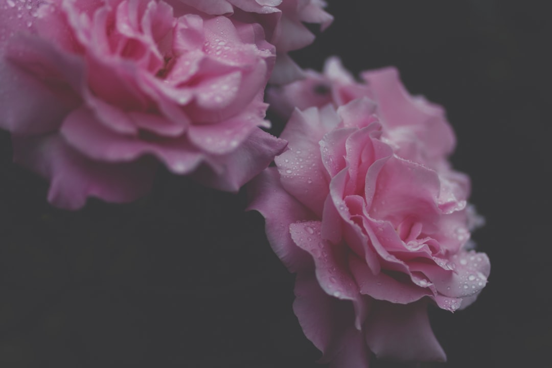 selective focus photograph of pink flowers