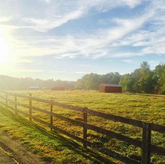A charming scene from a family-friendly farming game showing a sunny field with crops and animals.