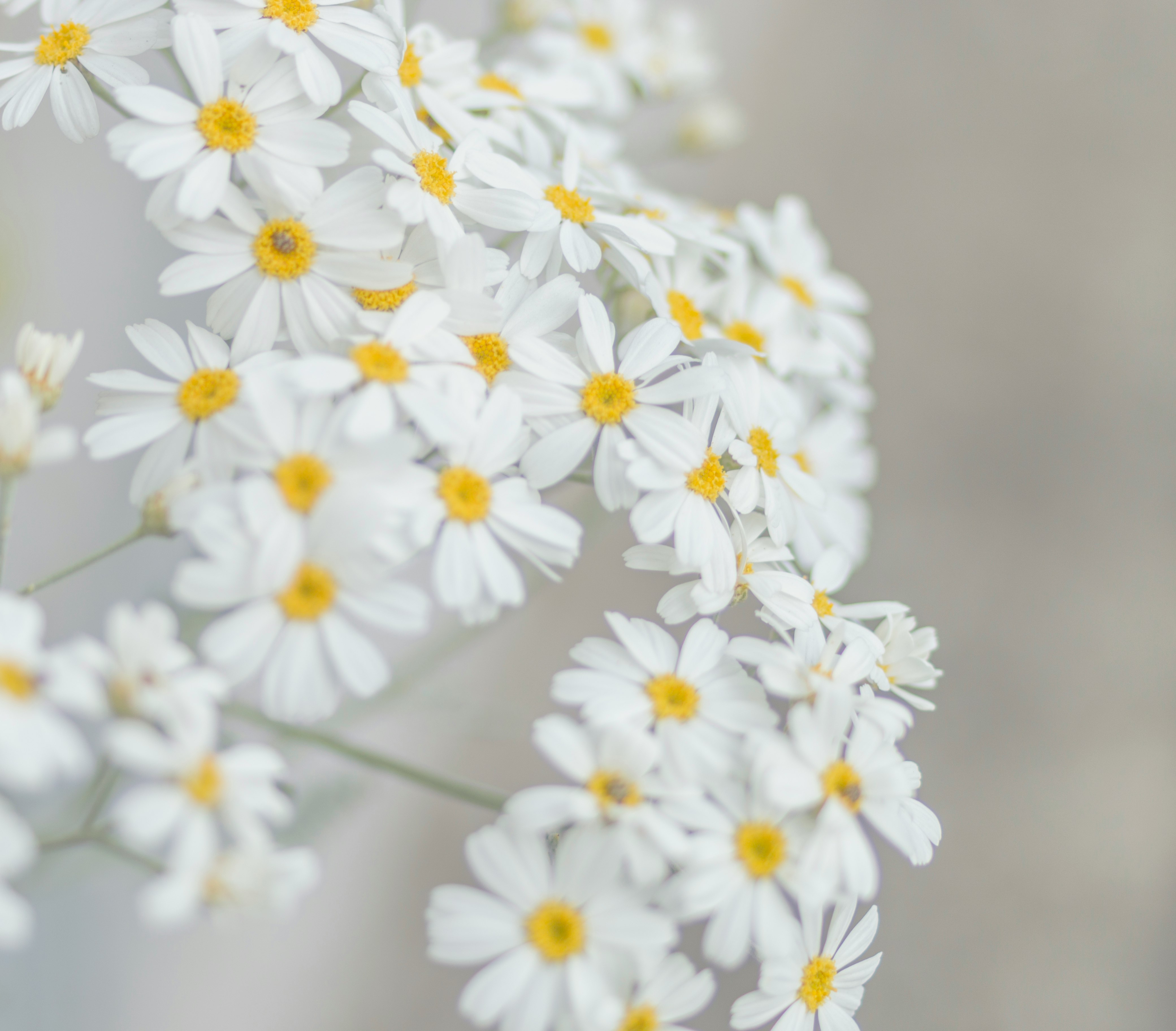 white and yellow petaled flower