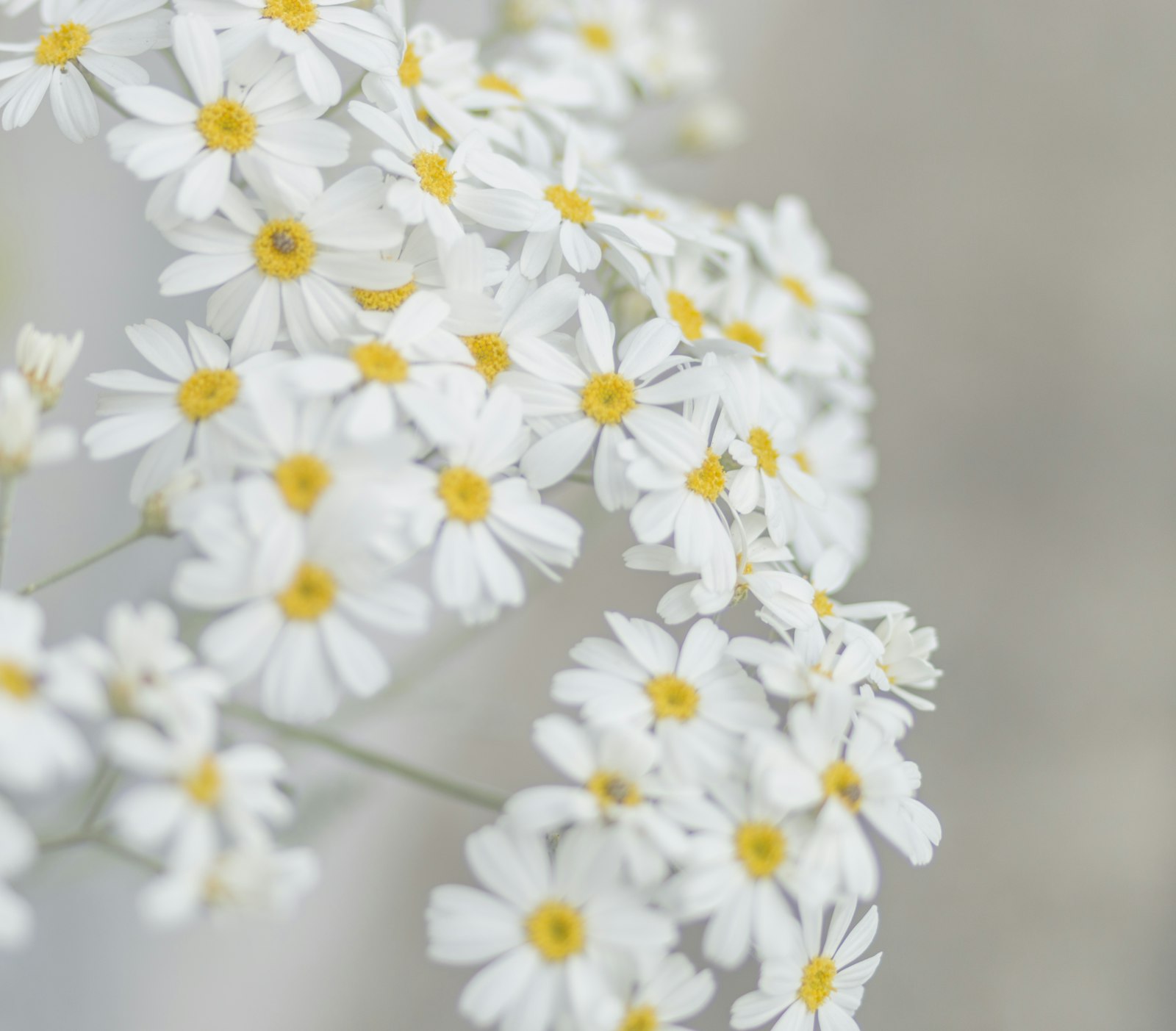 ZEISS Distagon T* 35mm F2 sample photo. White and yellow petaled photography