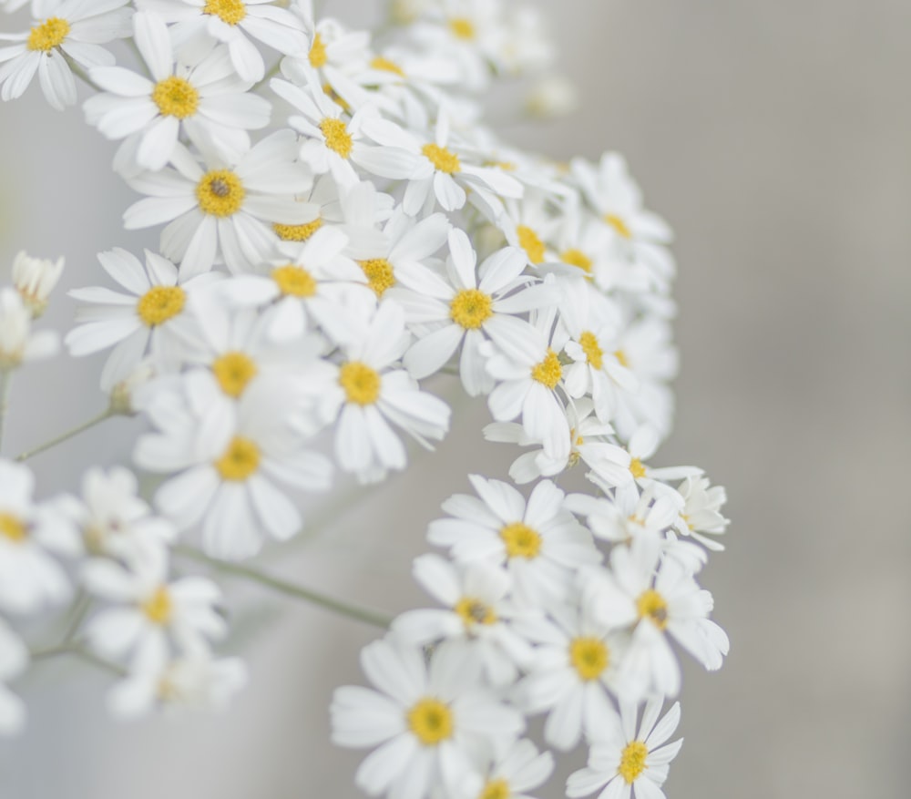 white and yellow petaled flower