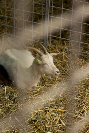 Goats and sheep resting comfortably in a clean, well-maintained pen.