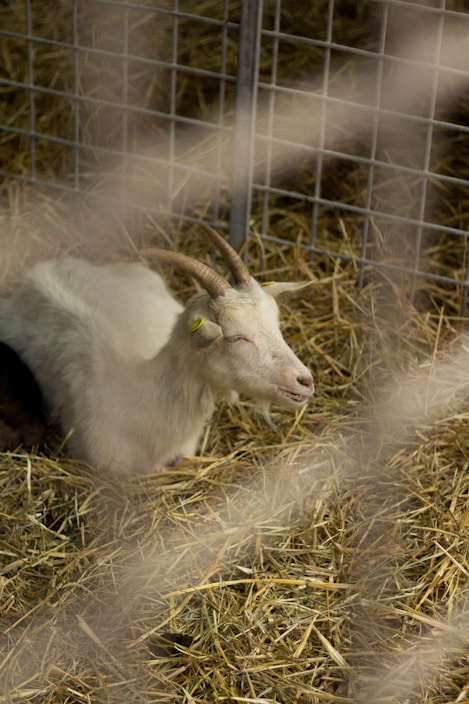 A goat with light-colored fur and curved horns rests on a bed of hay inside a metal cage. The goat's eyes are closed, suggesting a calm and relaxed state.