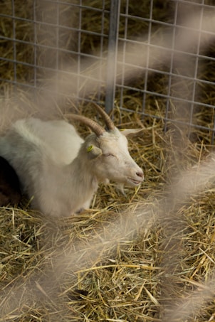 A goat with light-colored fur and curved horns rests on a bed of hay inside a metal cage. The goat's eyes are closed, suggesting a calm and relaxed state.