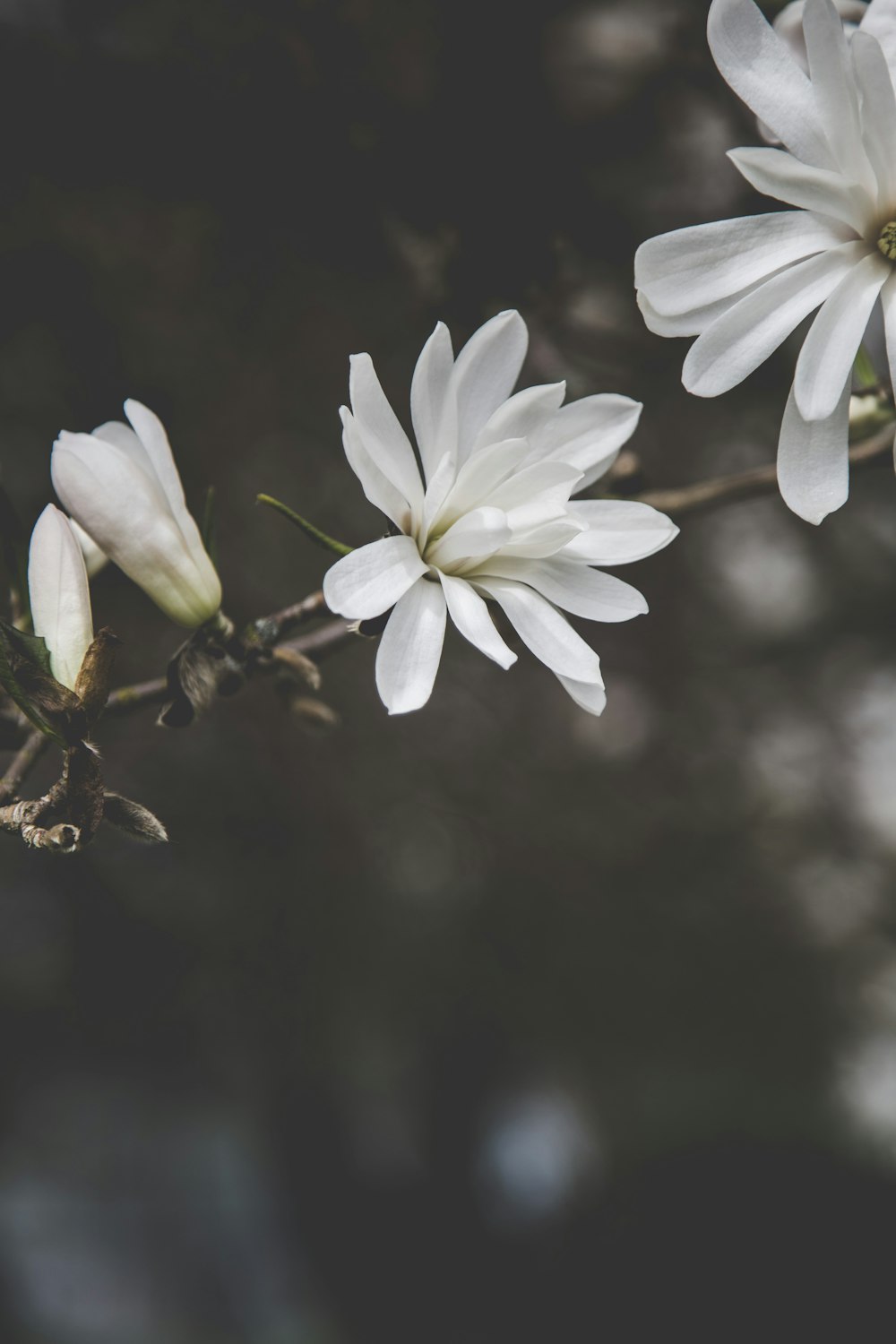 Nahaufnahme einer weißblättrigen Blume