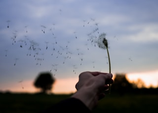 person holding white dandelion flower