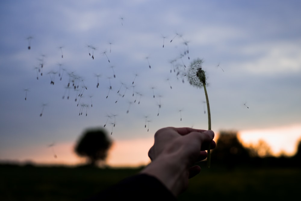 Person mit weißer Löwenzahnblüte