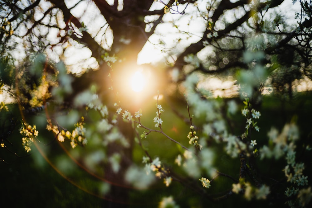 white petaled flowers at sunrise