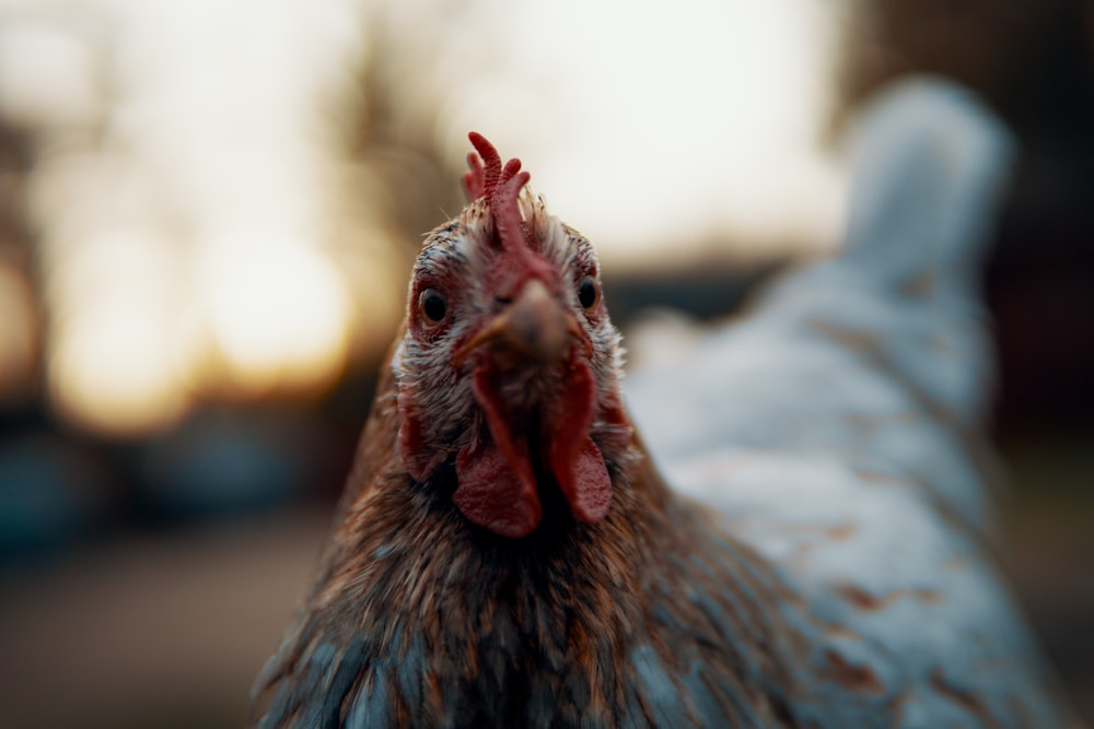 closeup photography of white and brown chicken