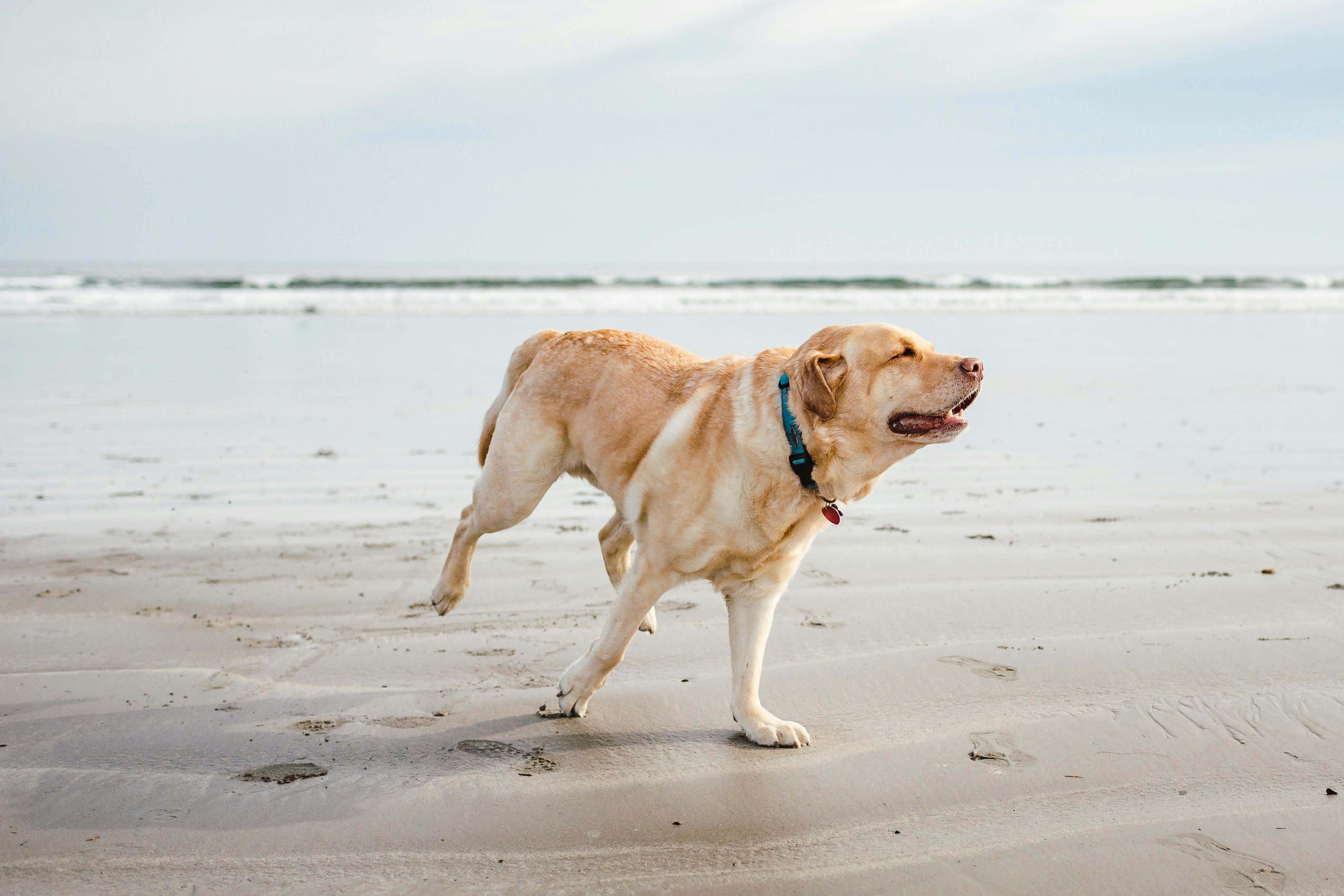adult yellow Labrador retriever on sand