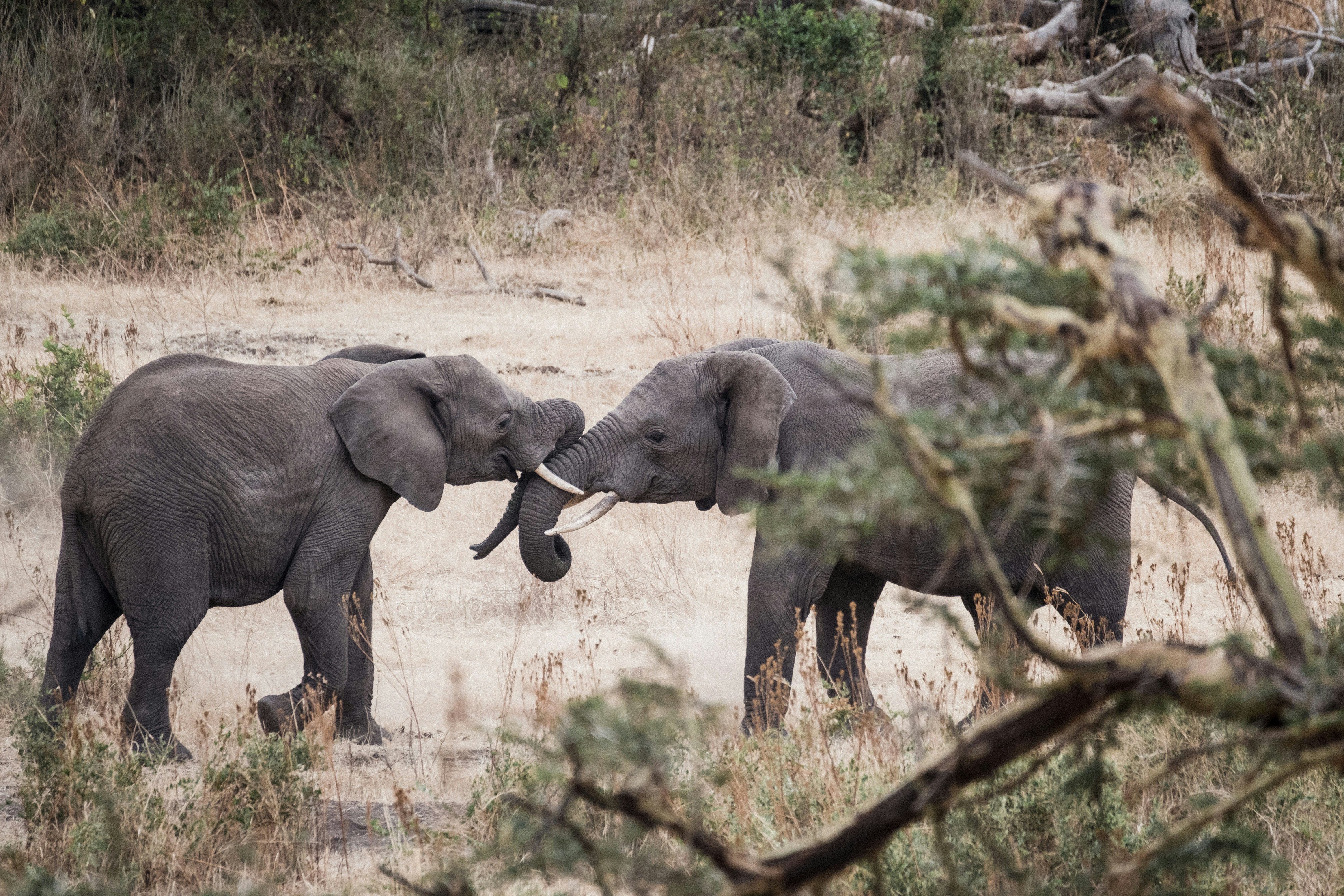 two gray elephant kissing near trees
