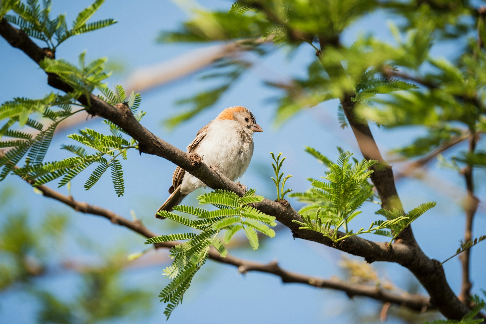 Fujifilm X-Pro2 + Fujifilm XF 100-400mm F4.5-5.6 R LM OIS WR sample photo. White bird perching on photography