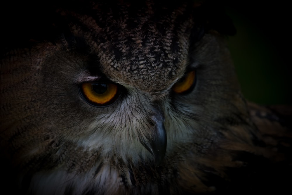 closeup photo of brown owl