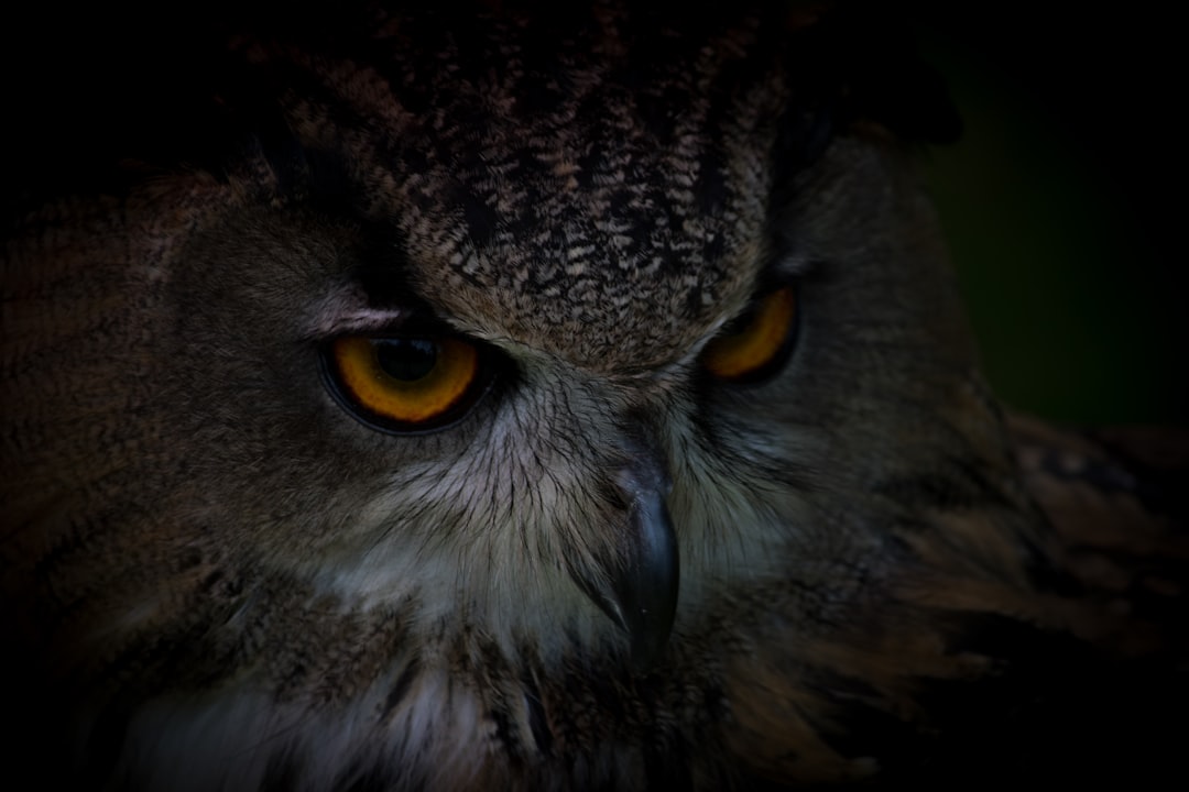 photo of Torquay Wildlife near Brixham