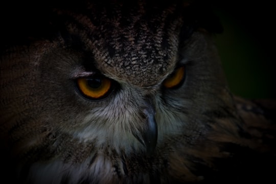 closeup photo of brown owl in Torquay United Kingdom