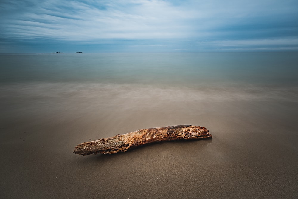 brown driftwood on soil ground