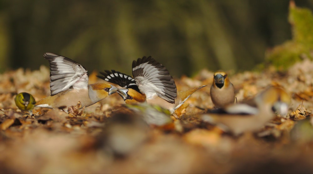 wildlife photography of grey birds