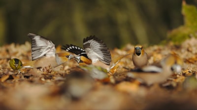 wildlife photography of grey birds