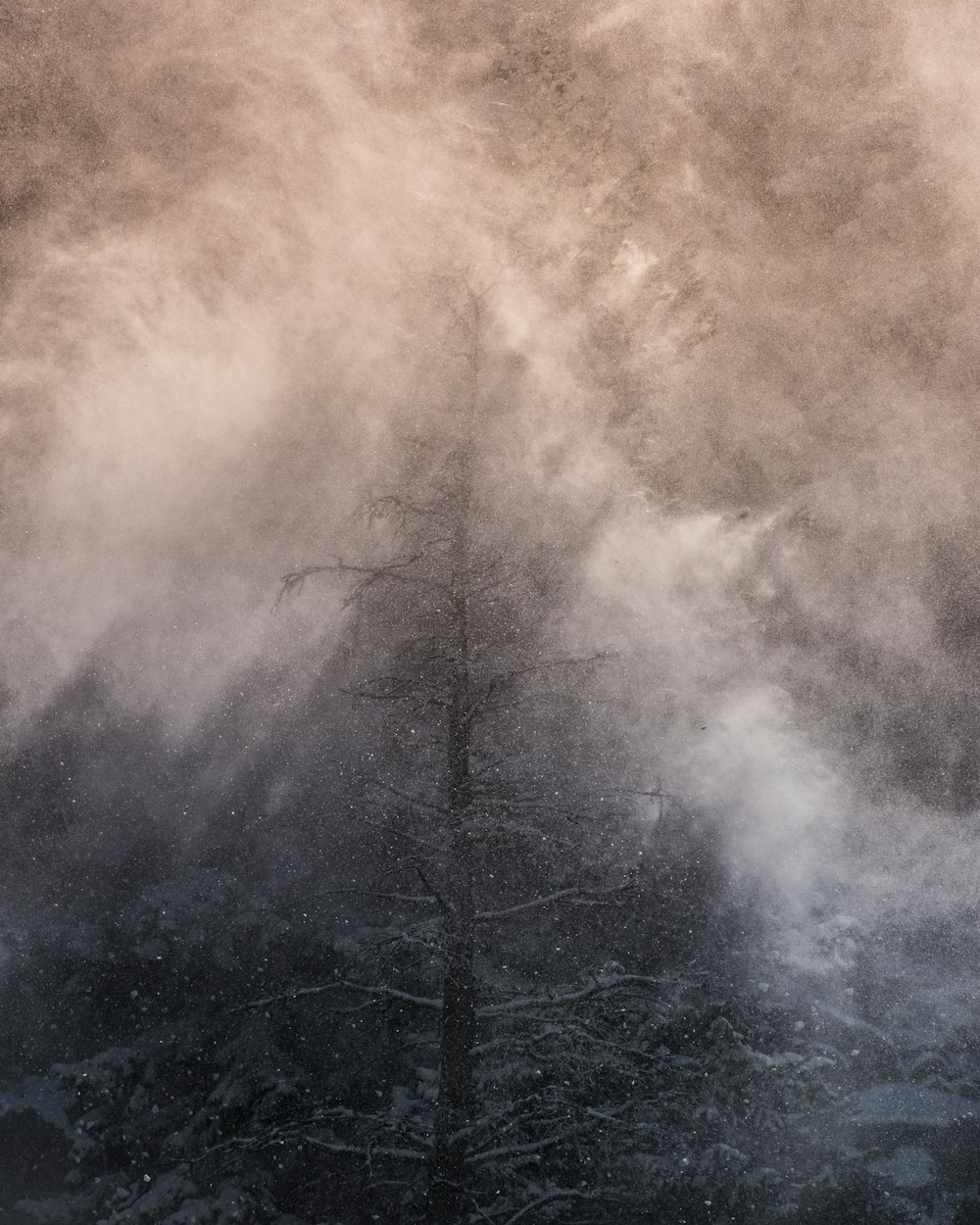 leafless tree covered with white fog