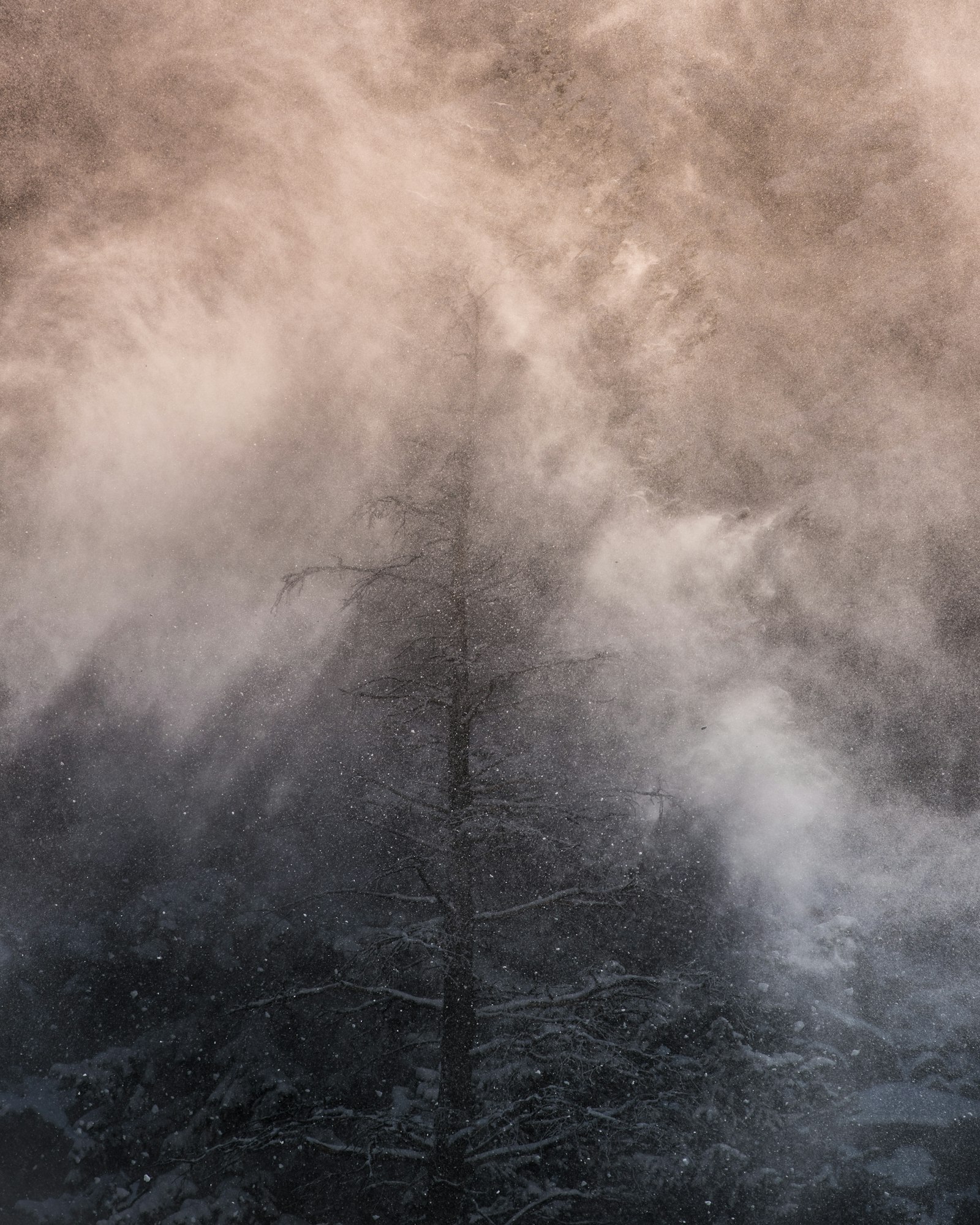 Nikon D750 + Nikon AF-Nikkor 80-200mm F2.8D ED sample photo. Leafless tree covered with photography