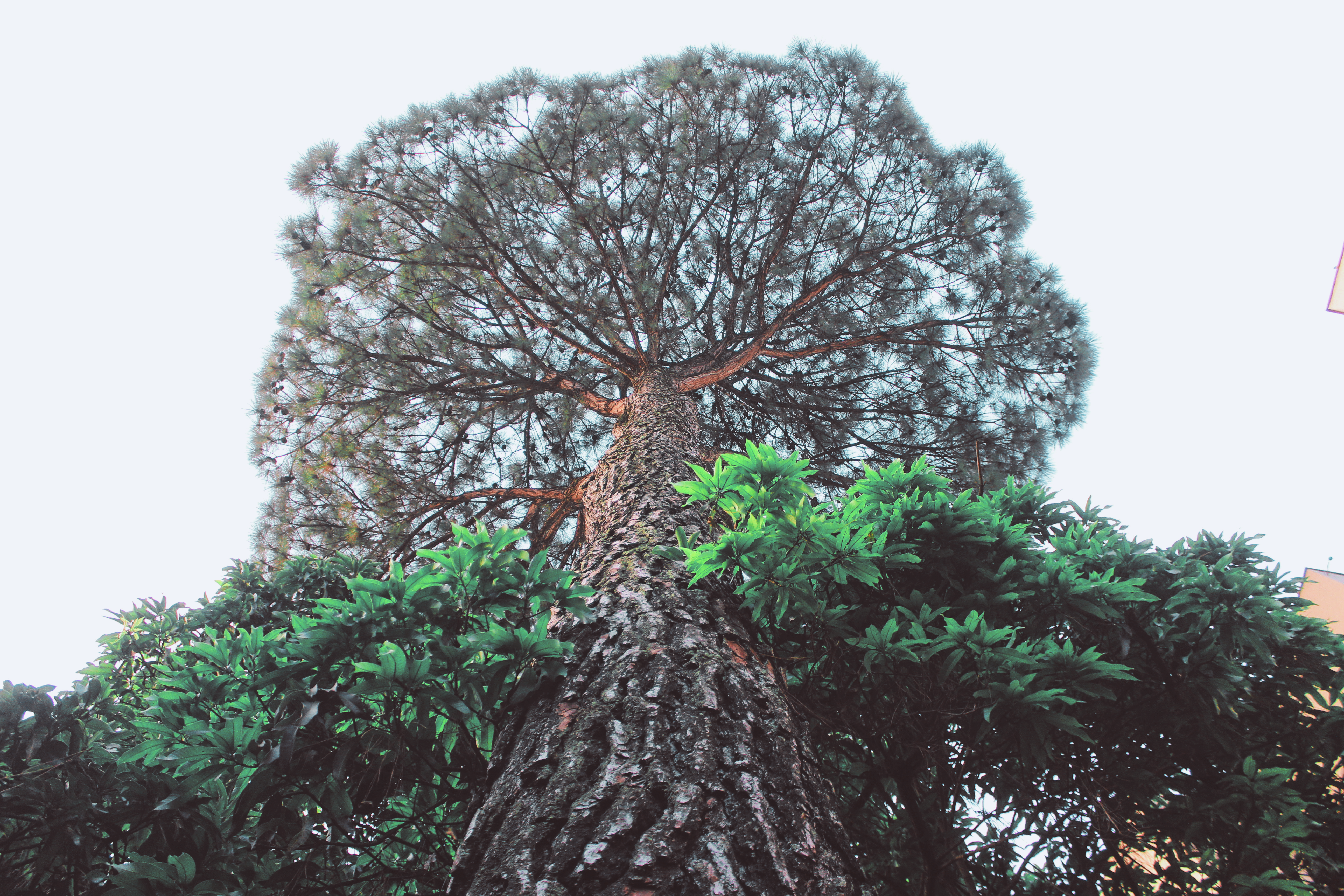 Бразил дерево. Плантации эвкалипта в бразилии. Бронзовое дерево в бразилии. Цезальпиния ежовая бразилия. Бразил дерево.