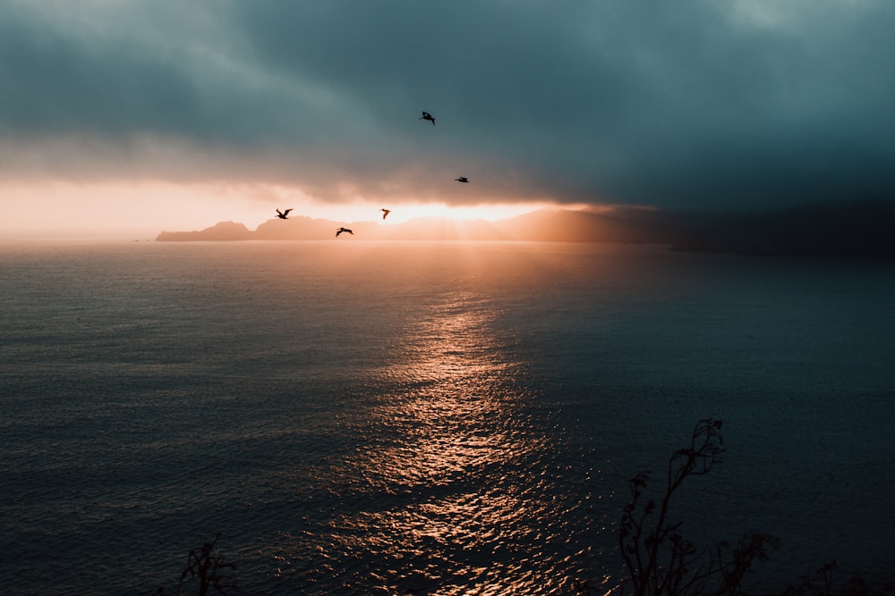 photo of flying birds over body of water