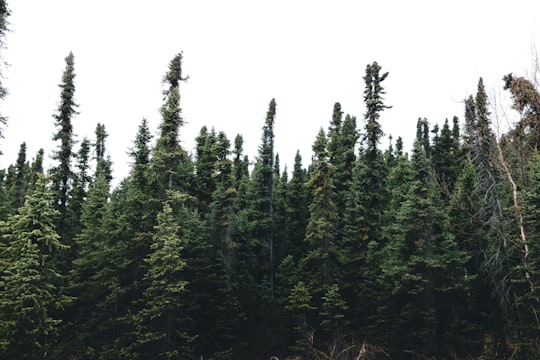 pine tress on forest under blue sky in Anchorage United States