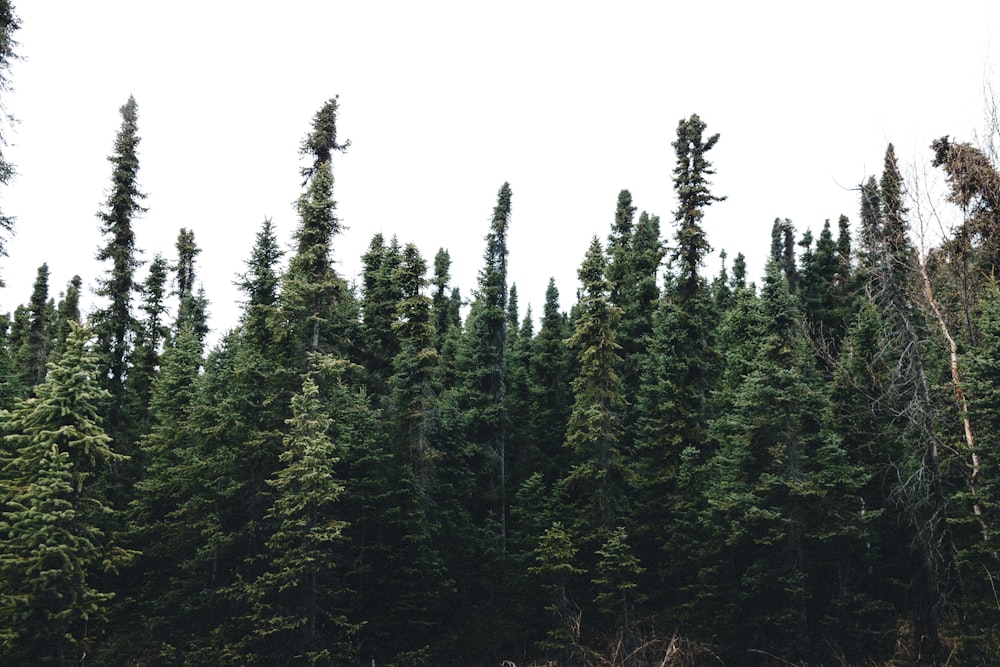 pine tress on forest under blue sky