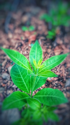 A young plant with vibrant green leaves growing in a natural setting, surrounded by brown soil. The leaves have visible veins and a healthy appearance. The focus is on the plant, with a blurred background that suggests outdoor growth.