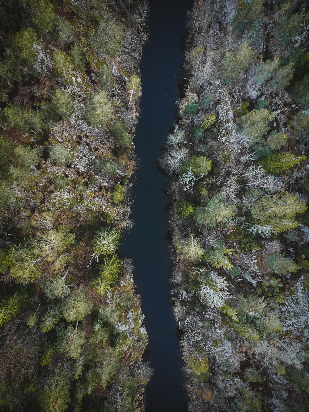 bird's eye view of river and forest