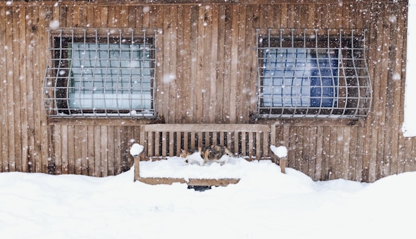 A cozy wooden cat shelter nestled in a snowy garden, with a fluffy cat peeking out.