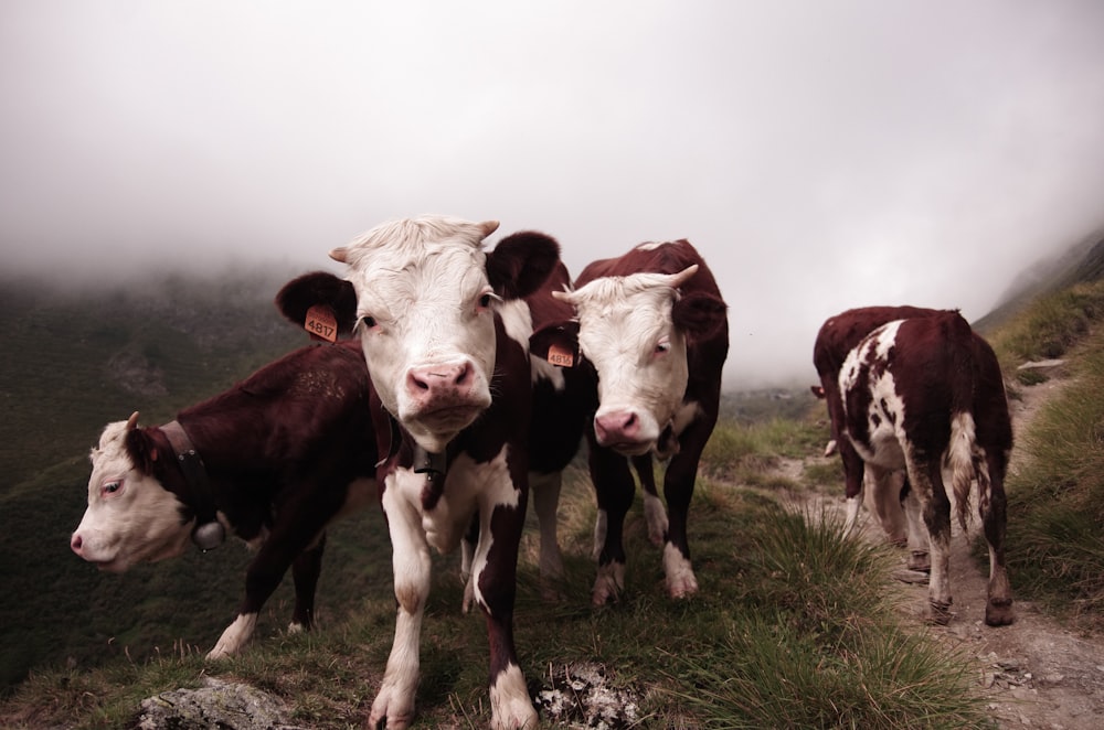 four white and red cows on green grass field