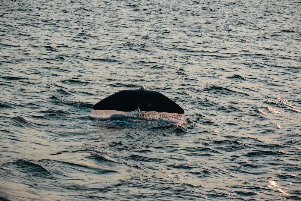 balena che nuota sull'acqua