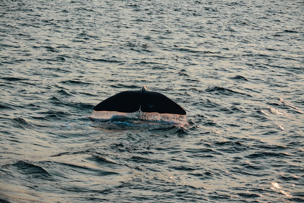 whale swimming on water