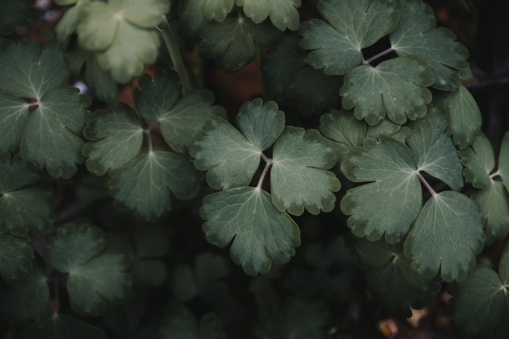 緑の葉の植物