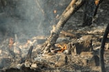 Charred trees and rocks are scattered across a forest floor, with small flames and smoke visible, suggesting a recent wildfire. The landscape appears barren, with a desolate and scorched appearance.