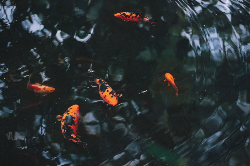 cinco peixes alaranjados no corpo d'água