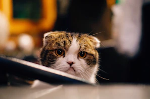 A close-up of a cat’s curious eyes peeking from a cozy hiding spot