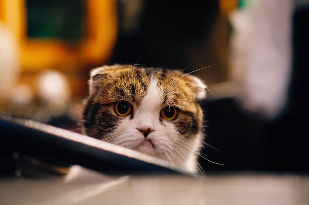 brown and white cat in shallow focus shot