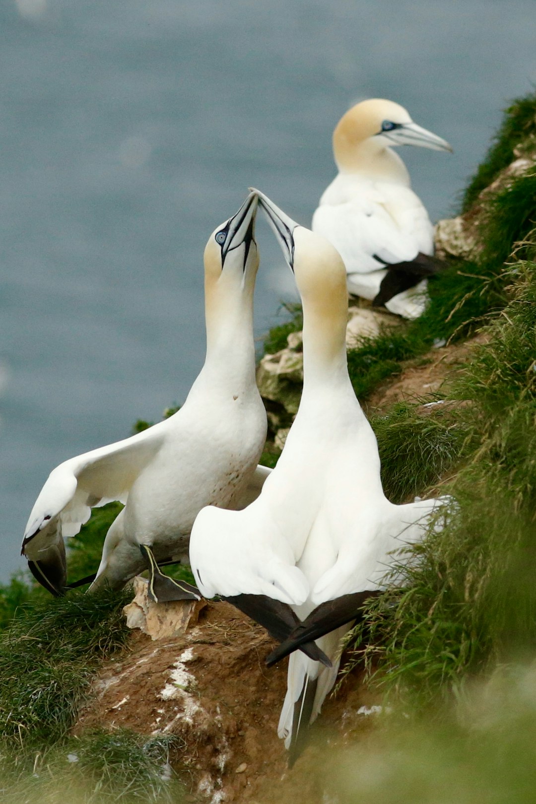 Wildlife photo spot Bempton North Yorkshire