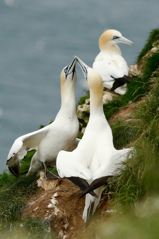 Bempton things to do in Hessle