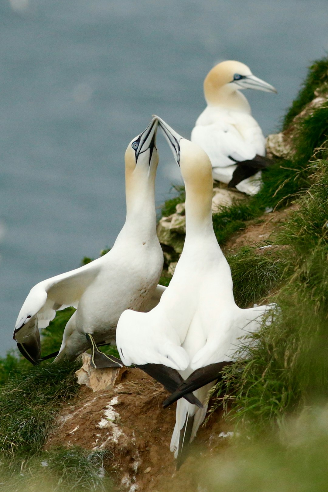 Travel Tips and Stories of Bempton in United Kingdom