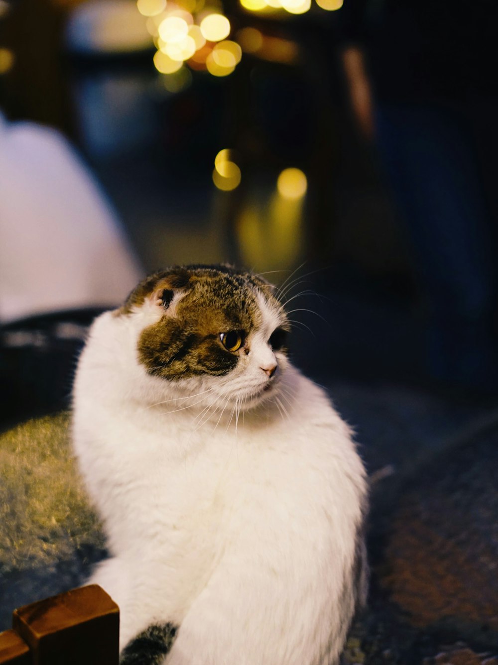 Gato branco e cinza olhando para o lado