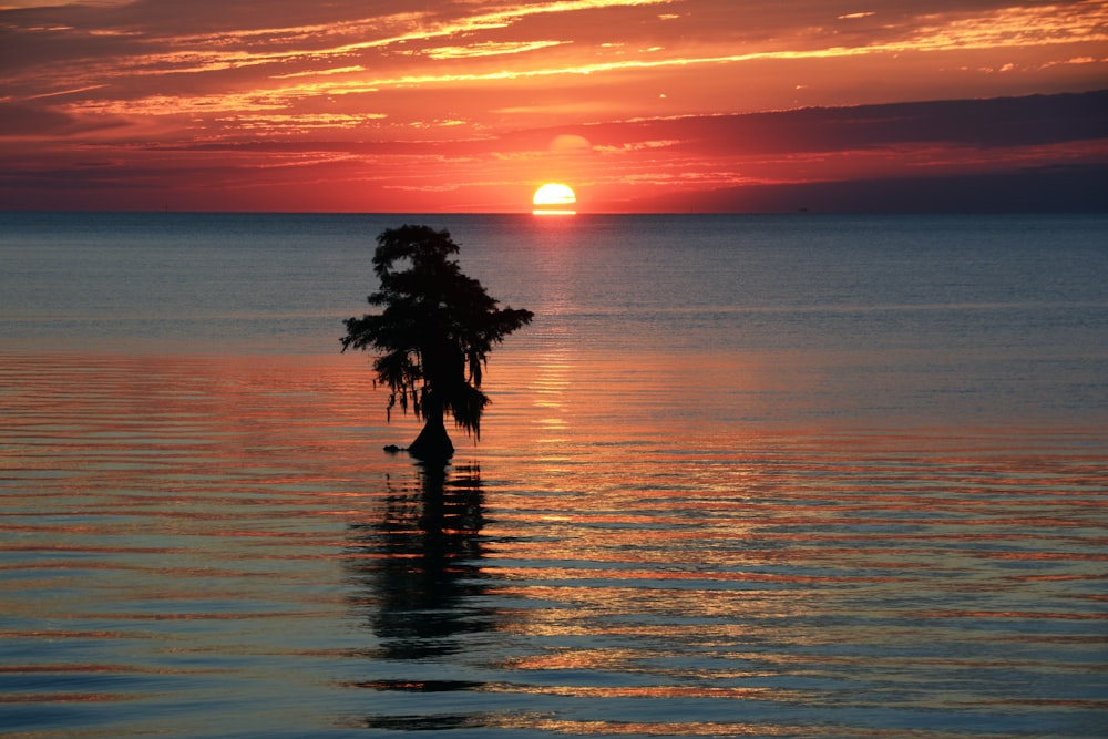 silhouette of tree during golden hour