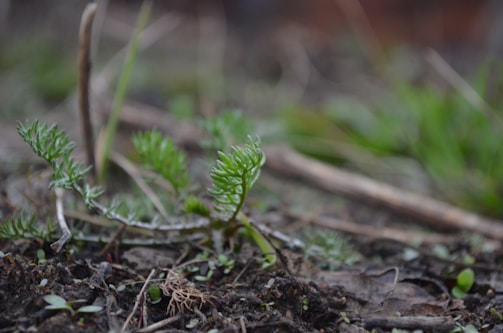 Close-up of young trees planted in a reforested area.