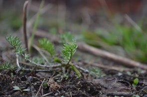 Close-up of a digital 3D model of a garden showing plant growth simulation.