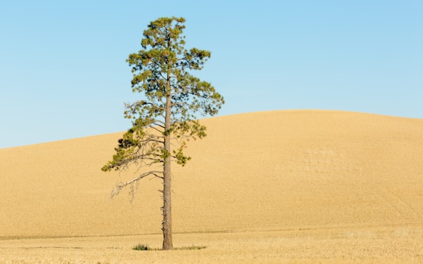 Lone pine tree in sand.