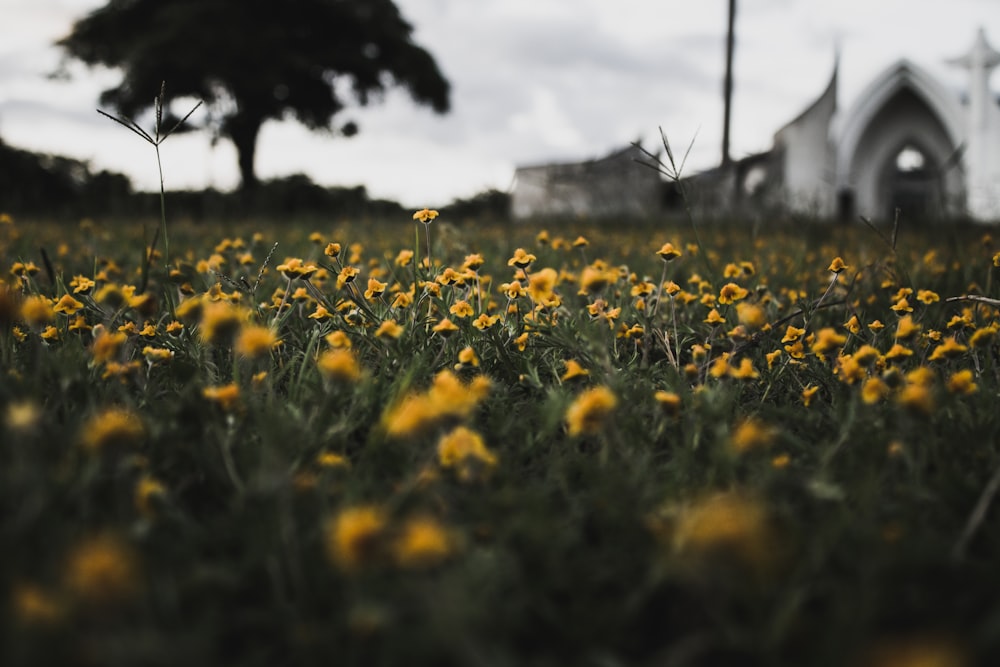 depth of field of California poppy garden