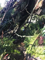 A lush, dense jungle environment with large hanging vines, varied foliage, and intricate plant life. Sunlight filters through the canopy, highlighting the vibrant greenery and patches of moss. A small stream runs through the landscape, surrounded by ferns and other tropical plants.