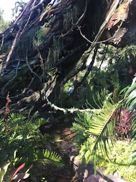 A lush, dense jungle environment with large hanging vines, varied foliage, and intricate plant life. Sunlight filters through the canopy, highlighting the vibrant greenery and patches of moss. A small stream runs through the landscape, surrounded by ferns and other tropical plants.